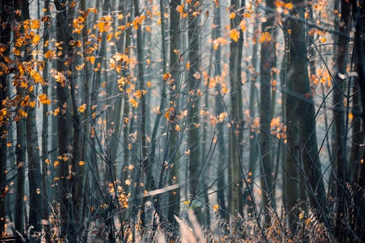 Trunks In A Mystical Forest, yellow and orange colored leaf in autumn, fall concept, Czech Republic Highland, Europe
