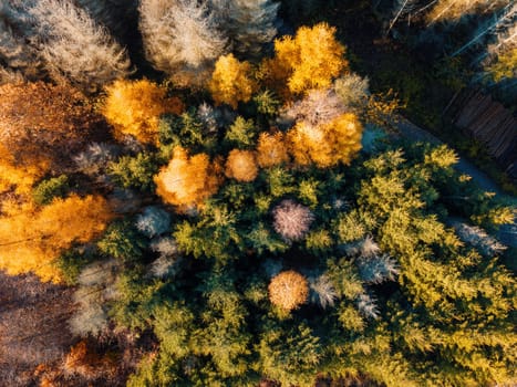 Aerial view of beautiful forest in autumn, Orange and green autumn trees in colorful forest