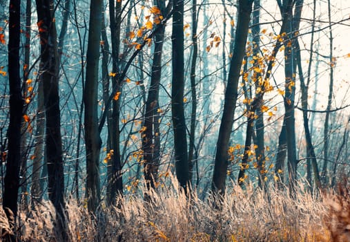 Trunks In A Mystical Forest, yellow and orange colored leaf in autumn, fall concept, Czech Republic Highland, Europe