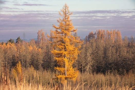 Countryside landscape, fall autumn season, beautiful colored tree. Czech Republic, Vysocina