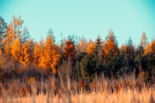 Countryside landscape, fall autumn season, beautiful colored tree. Czech Republic, Vysocina
