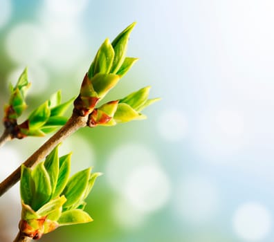 Green bud with bokeh background