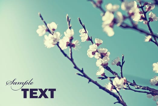 Cherry blossom in retro style