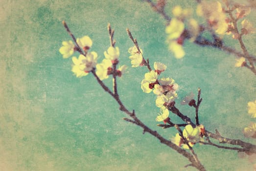 Cherry blossom with grunge texture overlay