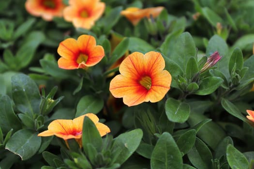 Orange and yellow petunia flowers blooming in spring.