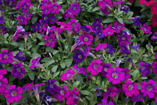 Background of pink petunias growing in the summer.