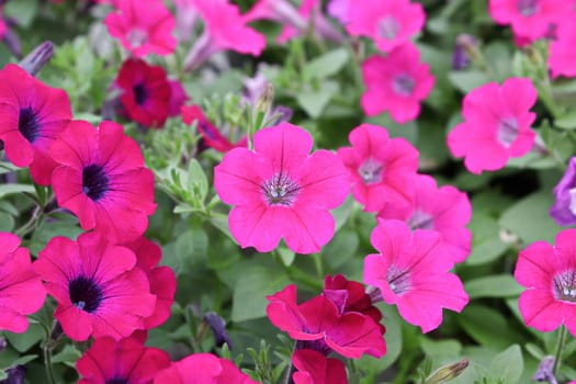 Background of pink petunias growing in the summer.