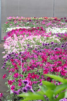 Tables of petunias growing in a greenhouse nursery.