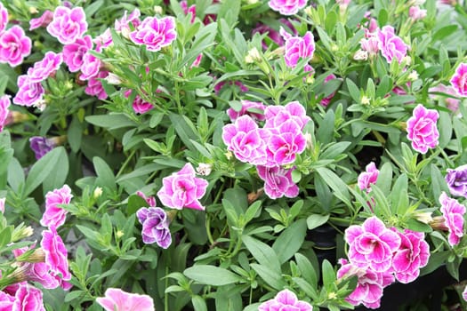 Delicated double petunias growing in clumps.