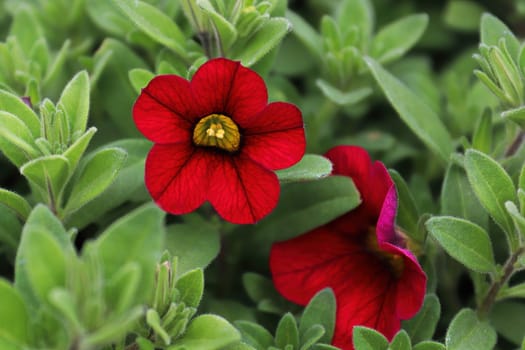 Closeup of a red and black pentunia flower petals.