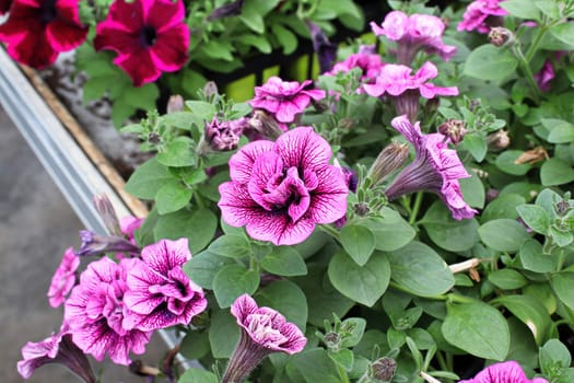 Vibrant veins on double pink petunias blooms.