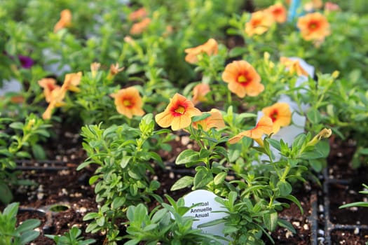 Rows of petunias growing in soil in a hothouse.