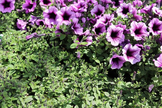 Petunias in bloom beside young plants going to bud.