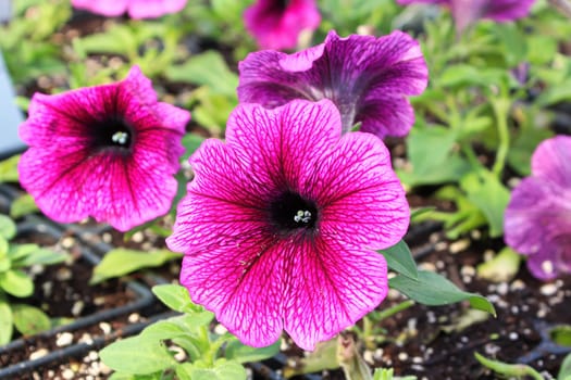 Closeup of vibrant pink and black petunias in bloom.