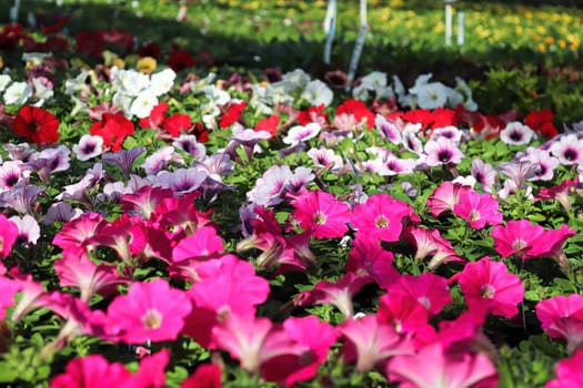 Tables of petunias growing in a greenhouse nursery.