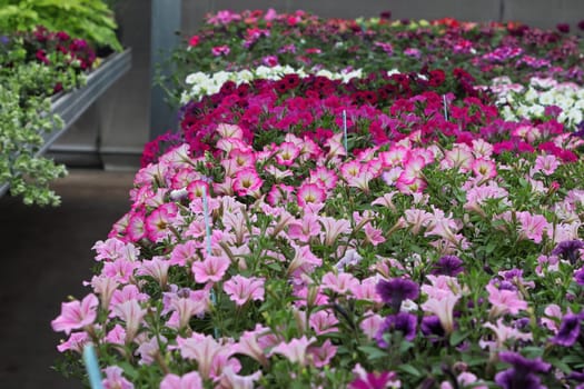 Tables of petunias growing in a greenhouse nursery.