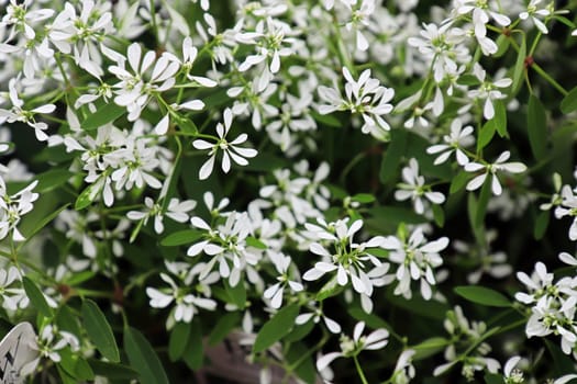 Closeup of tiny flowers on spurge mounds.