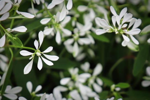 Closeup of the delicate flowers on a spurge plant.