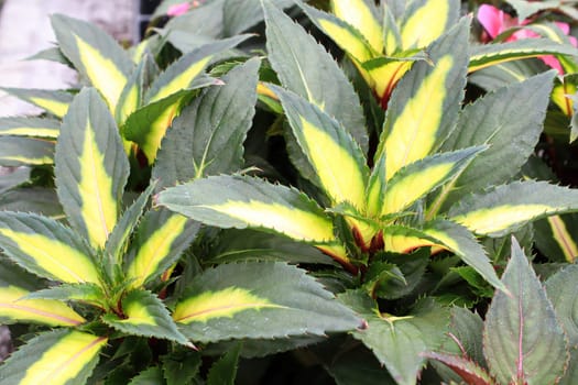 Variegated yellow and green leaves on inpatien plants.