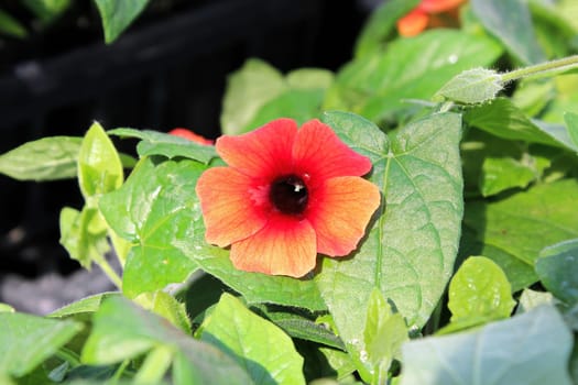 Closeup of an orange and yellow petunia.