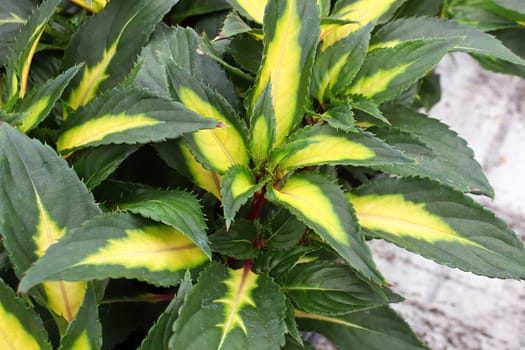 Variegated yellow and green leaves on inpatien plants.