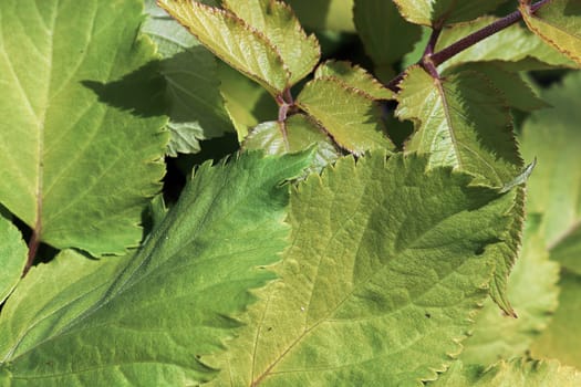 Neon green leaves on a golden spiknard plant.