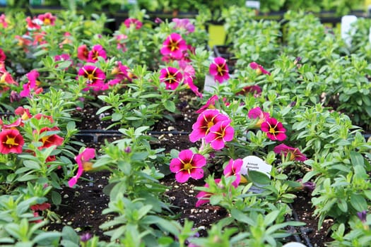 Rows of petunias growing in soil in a hothouse.