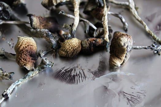 Dried magic with spore prints on tin foil.