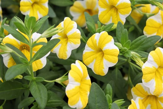 Closeup of striped petunias in full bloom.