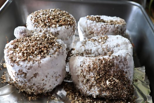 Vermiculite rice cakes full of mycelium ready to fruit.