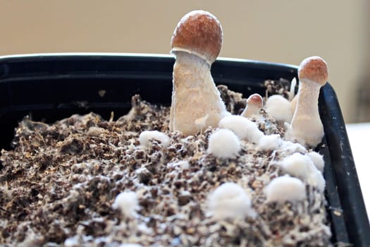 Tiny mushrooms fruiting with in a container at home.