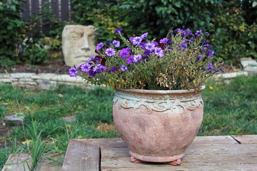 A neglected and drying pot of petunias outside.