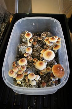 A box full of magic mushrooms ready to be picked.