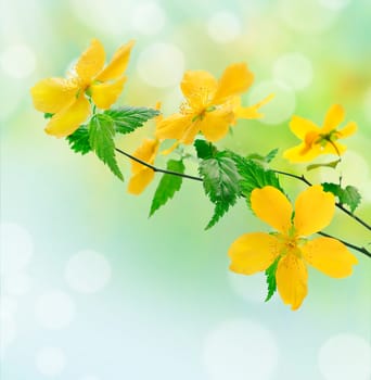 Spring concept with yellow flowers