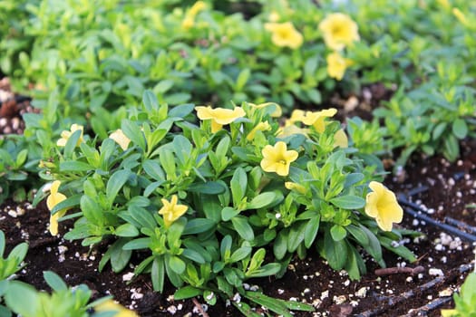 Yellow petunias blooming in planter soil.