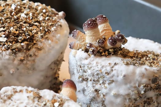 A cluster of mushrooms growing on a home kit.