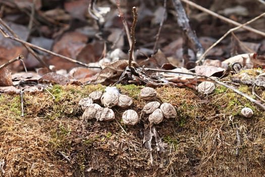 Dried up puffball mushrooms growing on a mossy log.