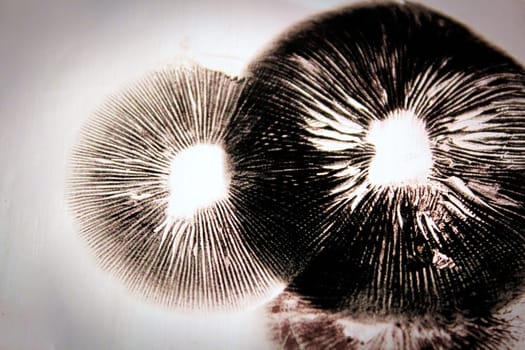 Dark spore prints showing the gills of a mushroom.