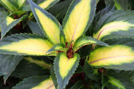 Variegated yellow and green leaves on inpatien plants.
