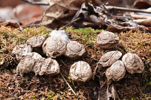 Dried up puffball mushrooms growing on a mossy log.