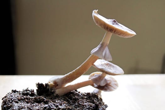 Magic mushrooms growing in a cluster ready to pick.