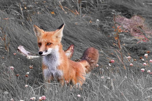Selective color photo of a fox in grass.