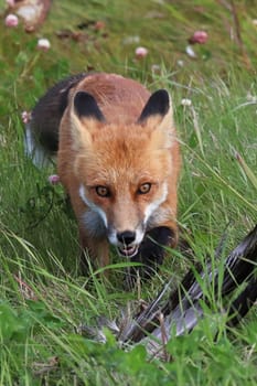 Closeup of a red fox hunting in grass.