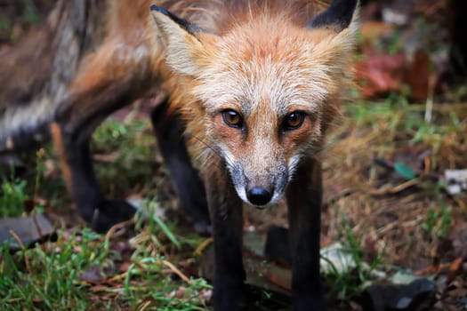 Closeup portrait of a red fox looking towards the camera.