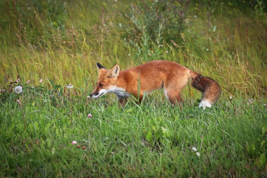 Closeup of a red fox hunting in grass.