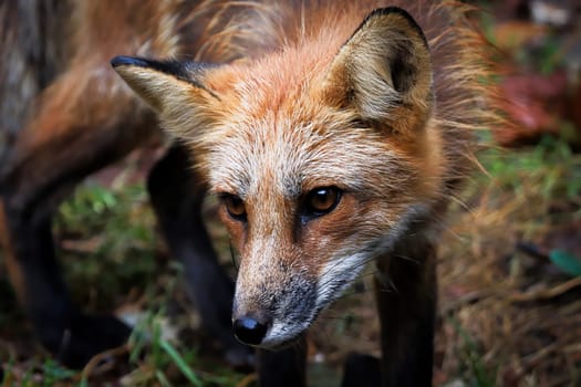 Closeup portrait of a red fox looking towards the camera.