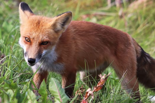 Portait of a fox looking towards the camera.