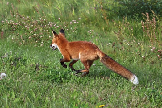 A red fox on the run in a grassy area.