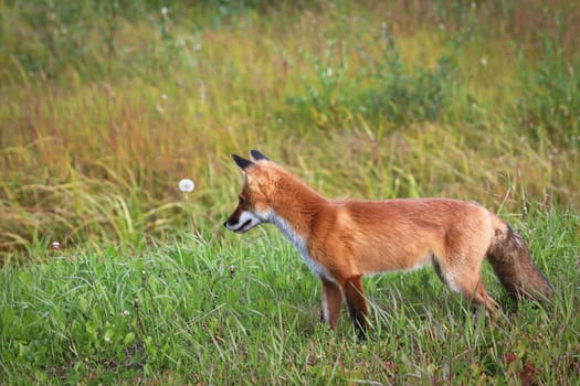 Closeup of a red fox hunting in grass.
