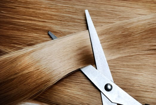 Long healthy blond hair and professional scissors